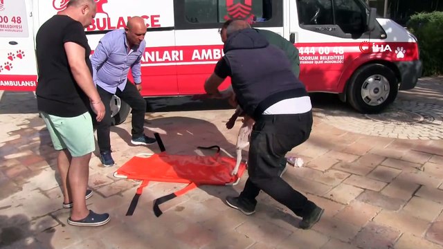 Zehirlenen köpeğin imdadına Petbulance yetişti
