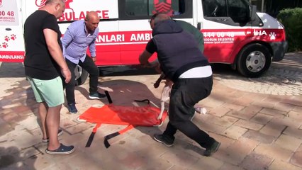 Zehirlenen köpeğin imdadına Petbulance yetişti