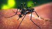 Zika virus facts and diagnosis of symptoms فيروس زيكا حقائقه وتشخيص اعراضه