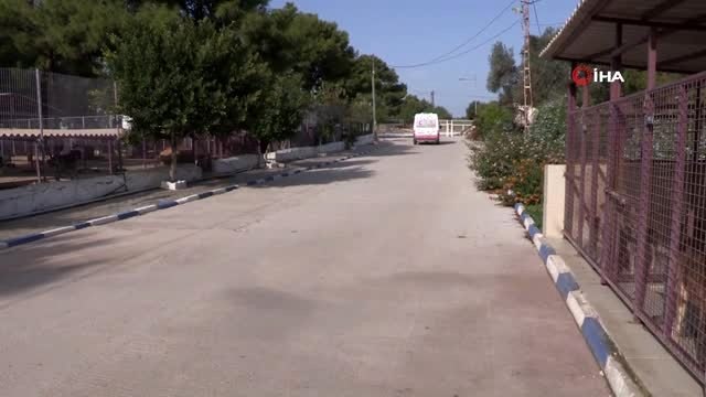 Zehirlenen köpeğin imdadına Petbulance yetişti