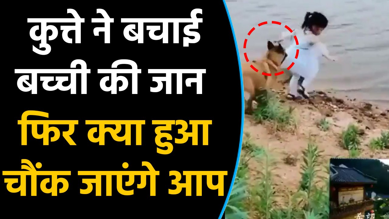 Viral Video में देखिए कैसे कुत्ते ने जान पर खेल...