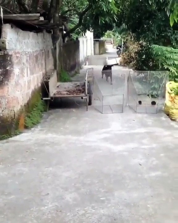 Un homme fait semblant de se noyer pour vérifier si son chien lui sauvera la vie