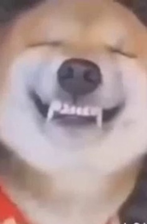 Les chiens sourient