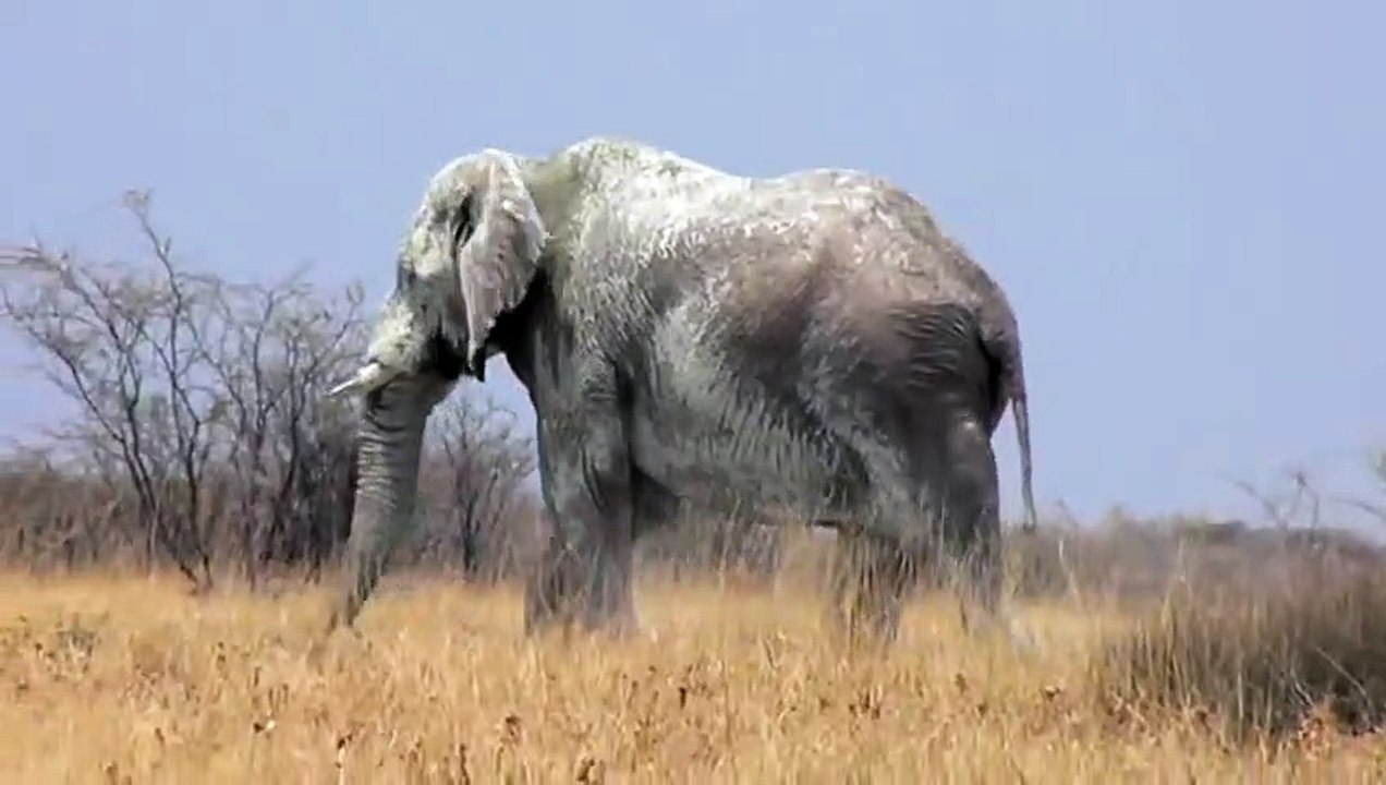 Ils ont filmé le plus vieil éléphant du Etosha National Park