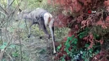 Yaralı geyik koruma altına alındı