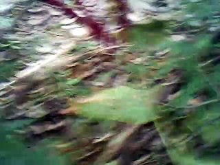 Still the Lark Finds Repose instrumental no melody