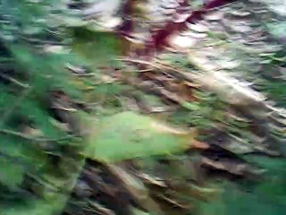 Still the Lark Finds Repose instrumental