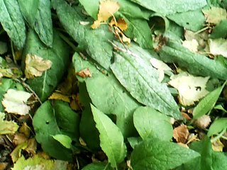 Still the Lark Finds Repose melody