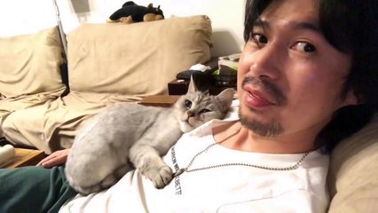 Clingy cat rubs against owner's chest and face