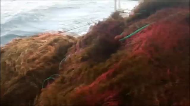 Los pescadores de Barbate están hartos: Nos falta pan y nos sobran algas