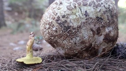 Muğla'da 3 kilogramlık mantar bulundu