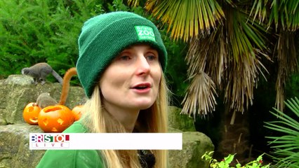 Halloween Gets Underway at Bristol Zoo!