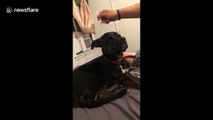 Relaxed US dog loves his head massager