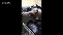 Owner captures the hilarious moment his two dogs sneeze at the same time twice