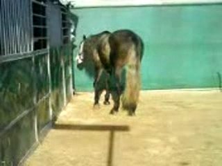 Venta et les juments