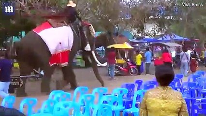 Una chica se abraza a la trompa de un elefante y se desata el caos
