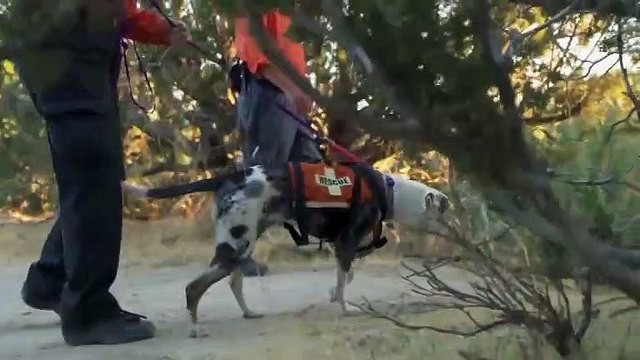 2019 American Humane Hero Dog Awards - Hallmark Trailer