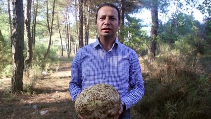 Muğla'da 3 kilogramlık mantar bulundu - MUĞLA