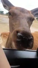 Encerclés par des cerfs, l'un attrape le paquet de gâteau dans la voiture !