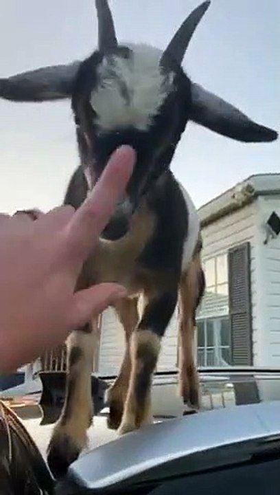 Une chèvre est montée sur sa voiture ! Descends LOL !