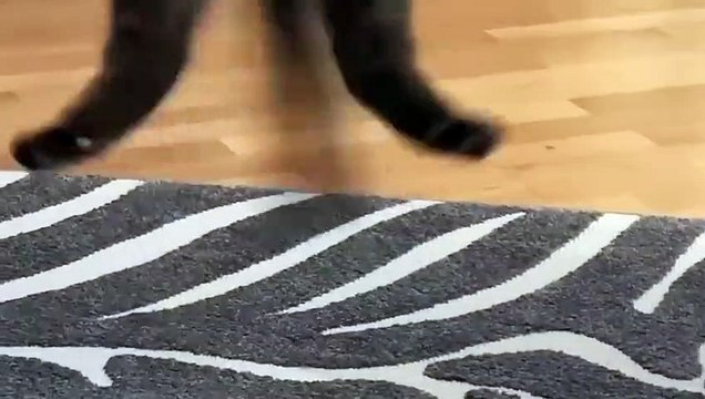 Ce chat essaye de suivre un jouet... regardez sa tête !