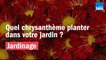 Vos Questions Jardin: Quel chrysanthème planter au jardin