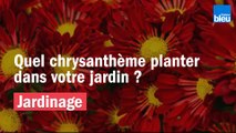 Vos Questions Jardin: Quel chrysanthème planter au jardin