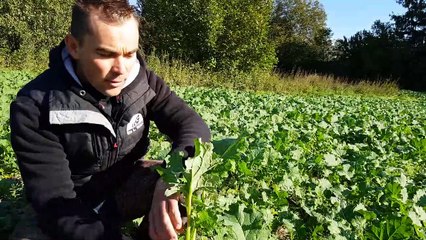 Un colza sans intrants chimiques