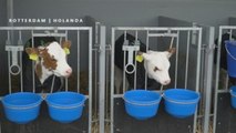 35 vacas flotan en una granja sostenible en el mayor puerto de Europa