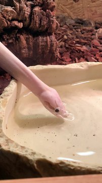 Ball Python Loves Blowing Bubbles