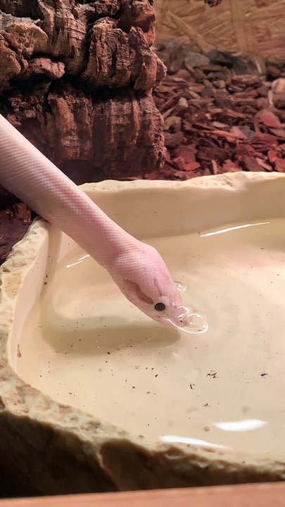 Ball Python Loves Blowing Bubbles