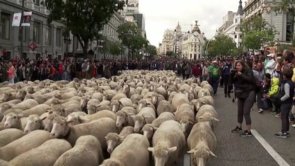 스페인 마드리드 한복판서 양떼 2천 마리 대이동 / YTN