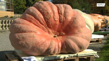 Abóbora com 1013 kg conquista o primeiro lugar no concurso de Ludwigsburg na Alemanha