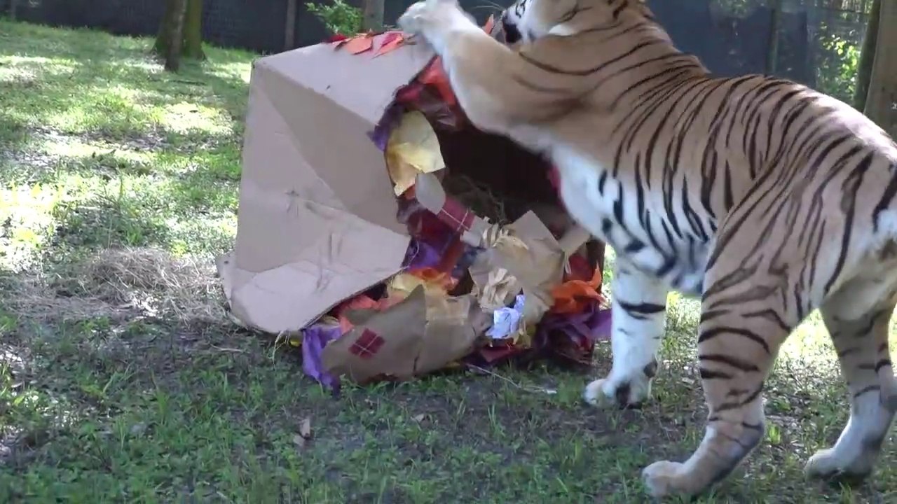 Les tigres et les panthères sont juste des gros chats...la preuve