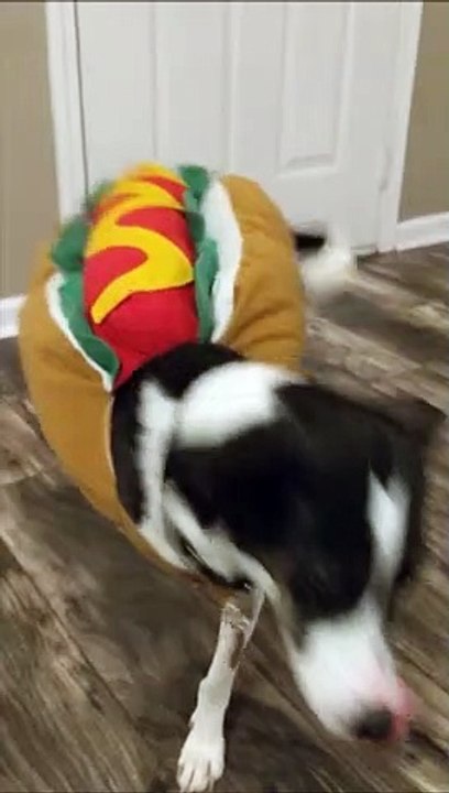 Quand ton chien donne la patte à sa façon... Trop drôle