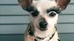 Chihuahua avec des faux cils, le style ultime pour ce chien !