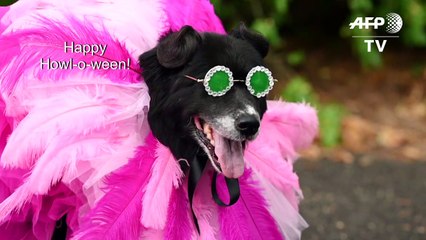 Rihanna and Greta Thunberg get the canine treatment at Halloween dog parade