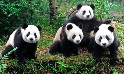 Una niña cae al foso de los pandas en un zoológico y pasa esto…