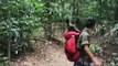 Baby Orangutan Pursues Hikers through the Rainforest