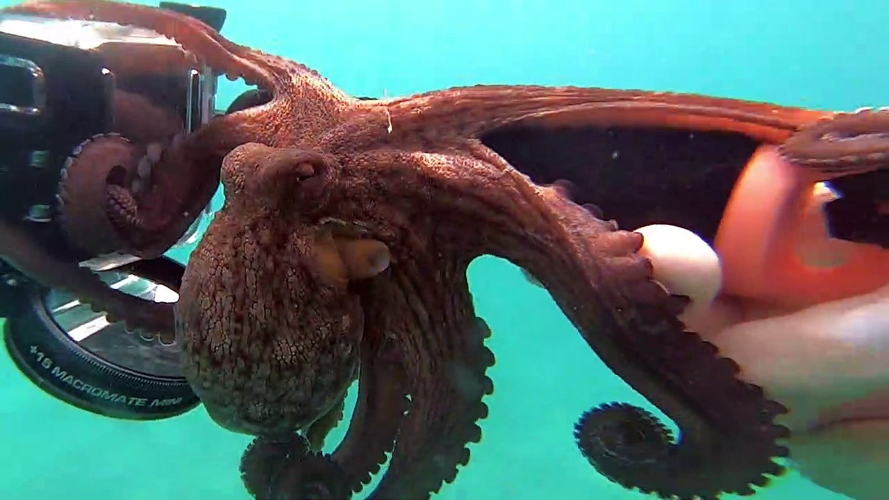 Small Octopus Suctions to Selfie Stick