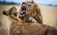 El momento exacto en que el león se interpone en el camino de la leona y le arruina la caza