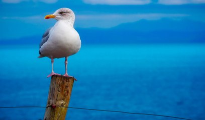 El buen samaritano salva a la gaviota de los tentáculos del pulpo