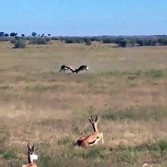 Este es el espectacular vídeo de naturaleza que deberían ponerse más a menudo en los partidos políticos...