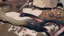 Captan esta batalla mortal entre serpientes venenosas
