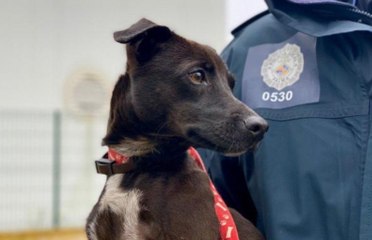 Graban a este sinvergüenza que abandona a su perra y huye a toda velocidad con su coche
