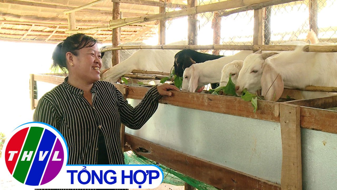 THVL | Nông nghiệp bền vững: Trà Vinh phát triển chăn nuôi dê vùng ven biển