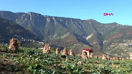 Trabzon karadenizli kadınların 'bel fıtığı' kabusu