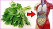 If You Eat Ashitaba Leaves Every Day This Is What Happens To Your Body