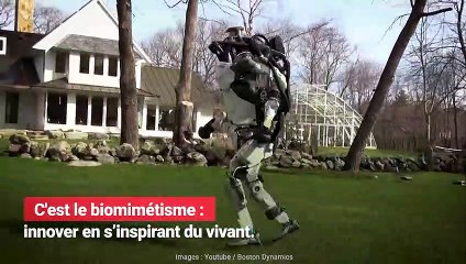Le biomimétisme : des innovations qui s'inspirent du vivant !