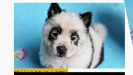 La polémique des « chiens pandas »